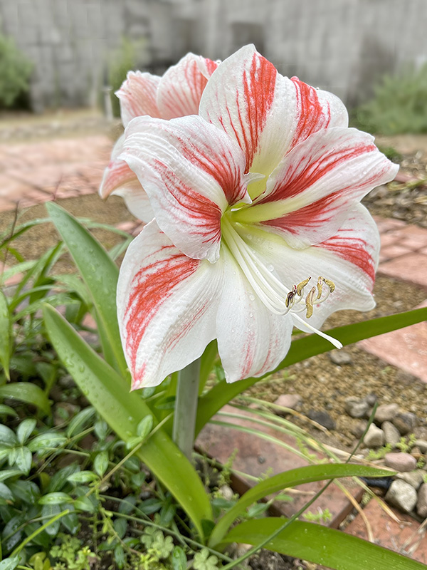 アマリリス開花