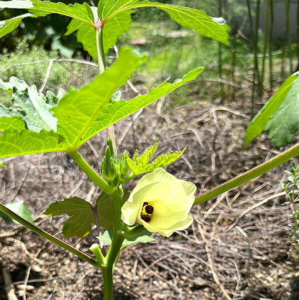 オクラの花