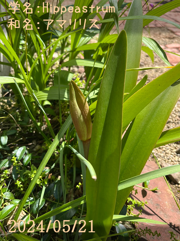 アマリリス開花準備中