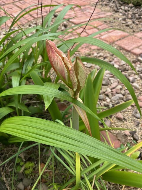 アマリリス開花