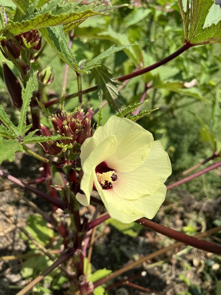 赤オクラの花