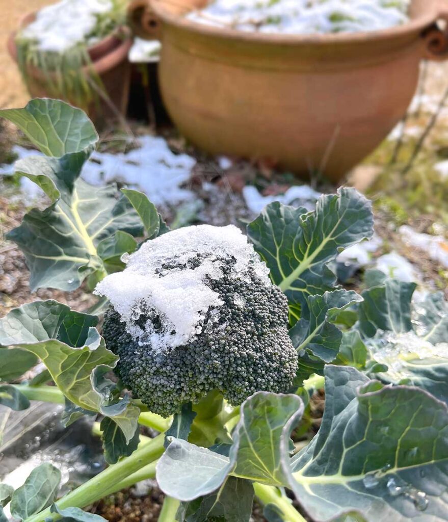 積雪　冠雪のブロッコリー