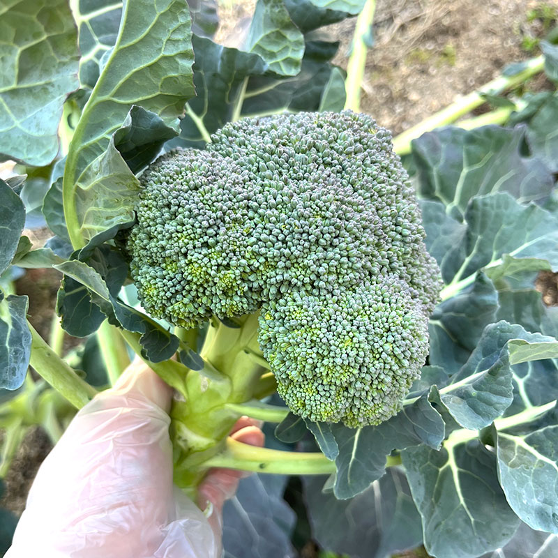 収穫　ブロッコリー