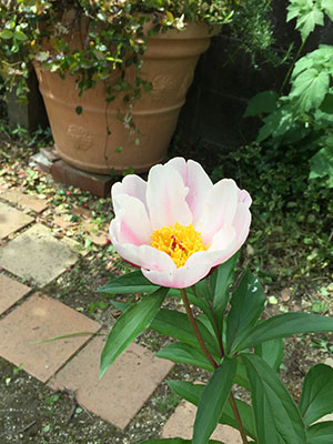 2016/05