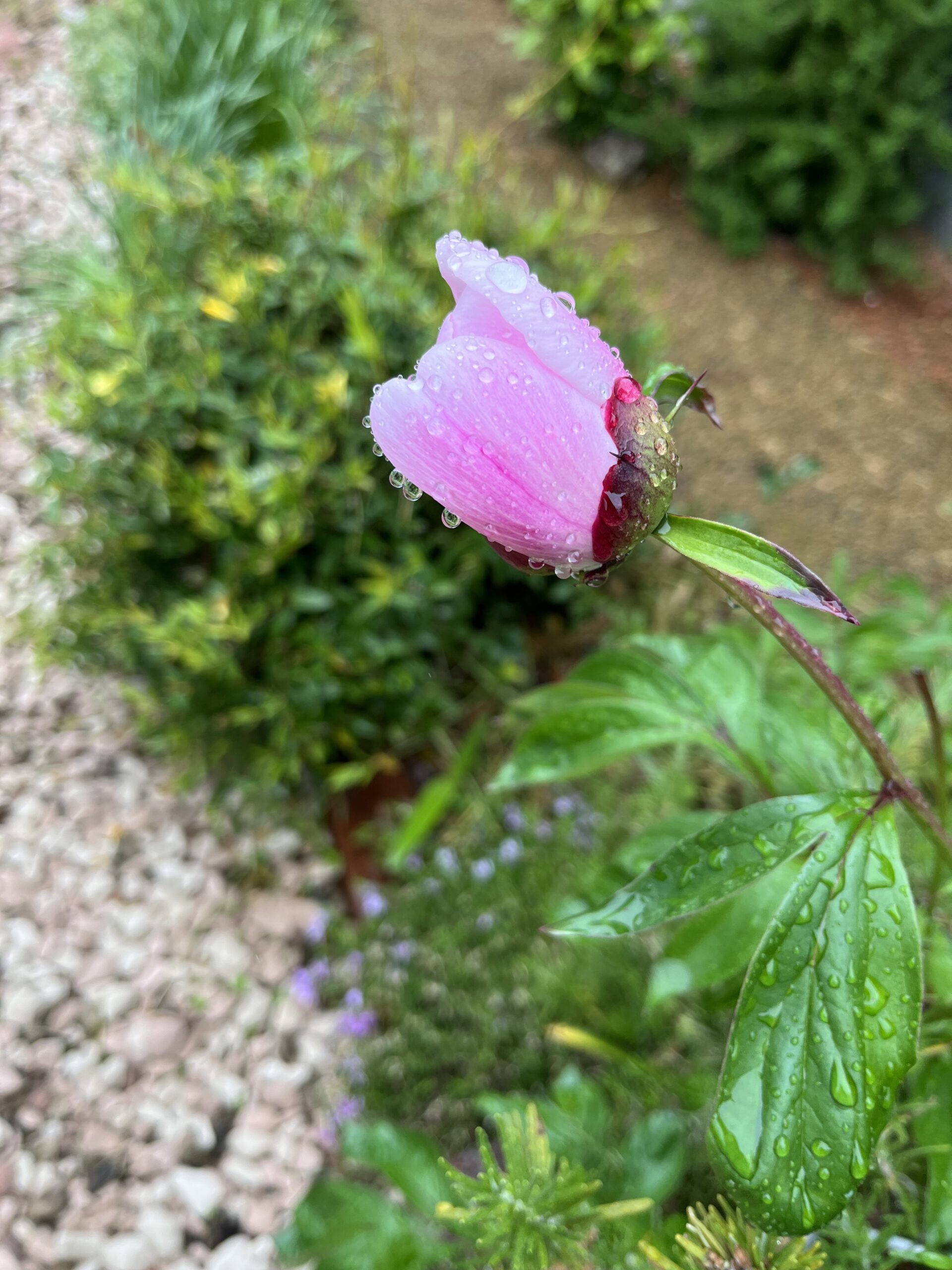 年々開花は早い、のか？