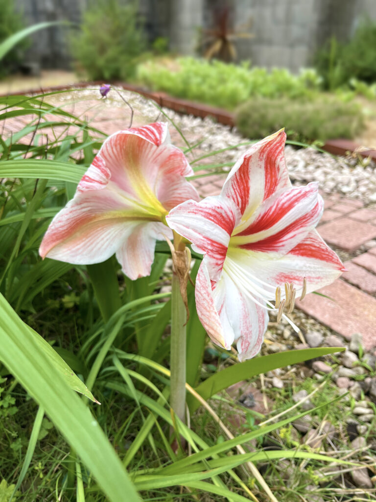Amaryllis